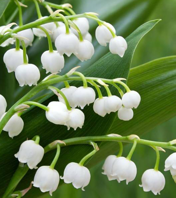 Benefits Of Lily Of The Valley Benefits Of Lily Of The Valley