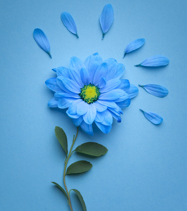 Blue Flowers