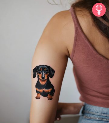 A dachshund tattoo design on the arm of a woman A dachshund tattoo design on the arm of a woman
