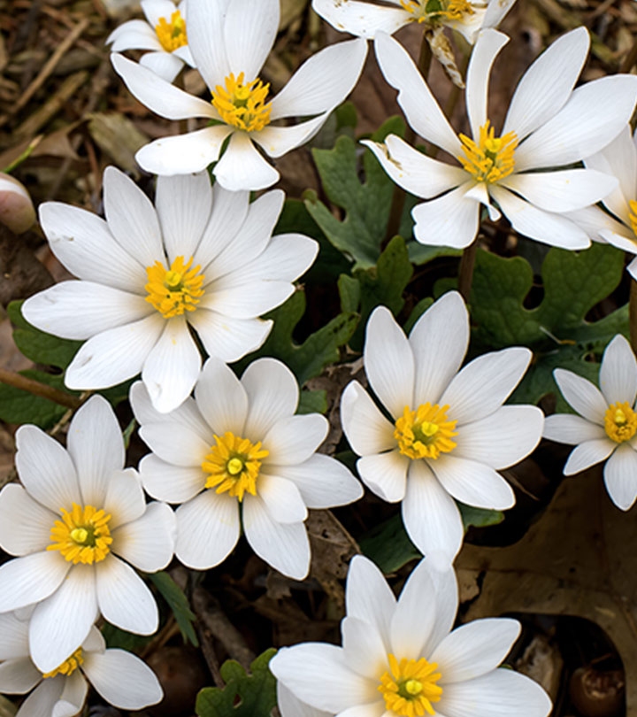 Bloodroot benefits Bloodroot benefits