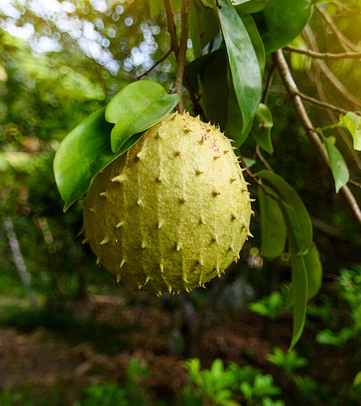 Benefits Of Soursop Leaves Benefits Of Soursop Leaves